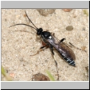 Ctenichneumon panzeri - Schlupfwespe m100a 14mm - OS-Hasbergen Lehmhuegel-fdet02.jpg